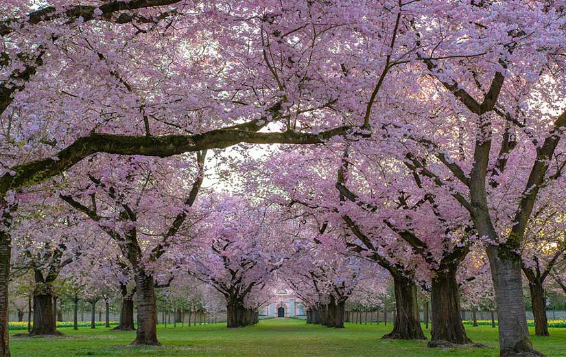 Comment choisir un arbre d'ornement pour son jardin ?