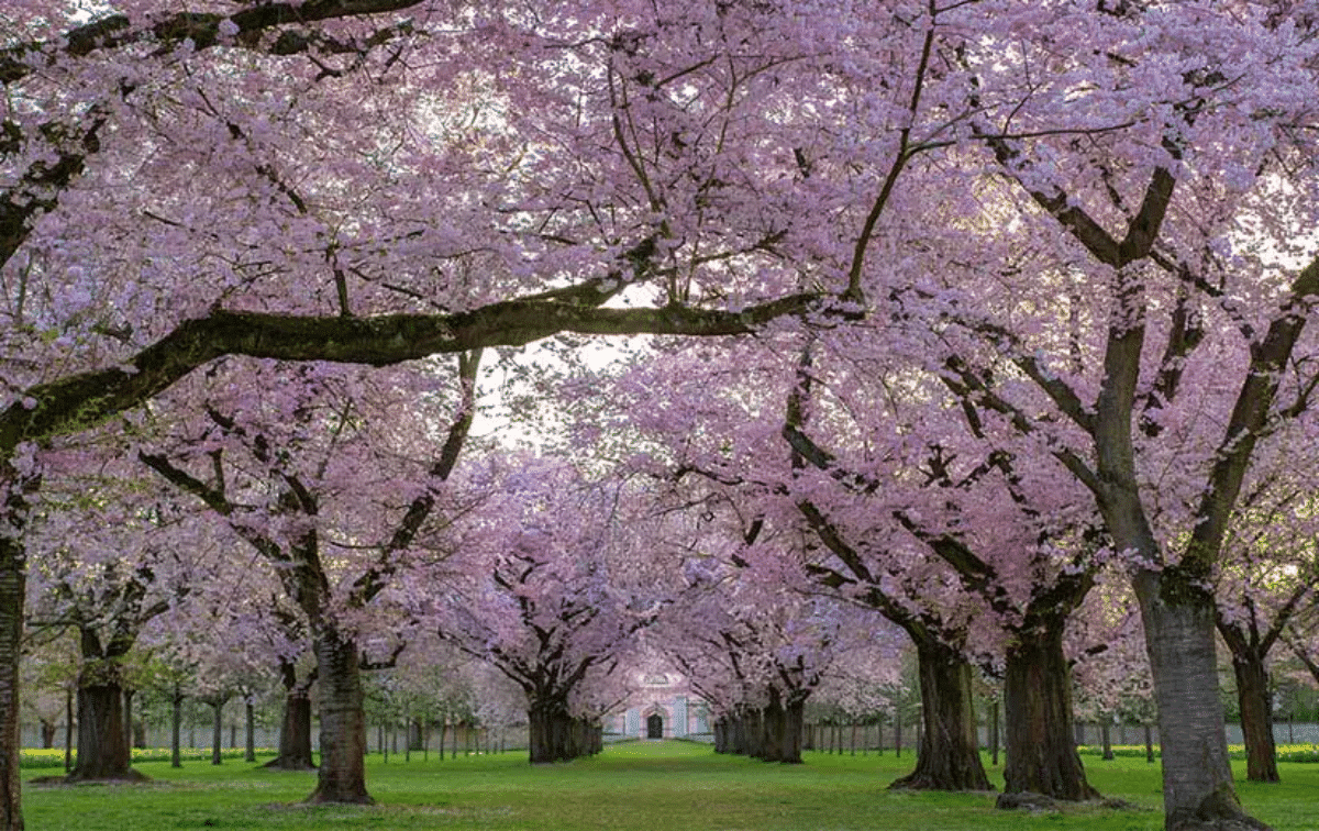 Arbre d'ornement