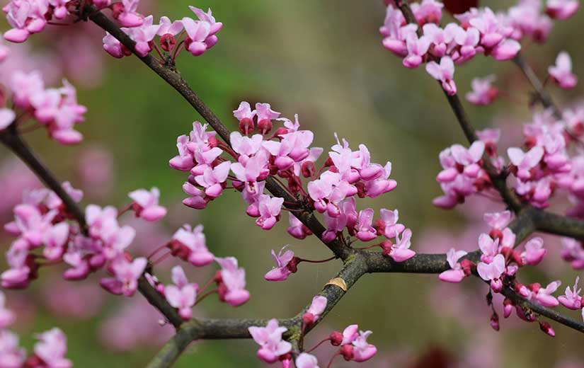 Arbre Ornement Cercis