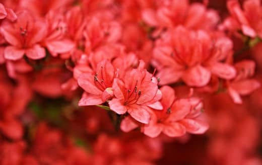 À épingler : L’arbuste d’ornement : un atout pour décorer votre jardin