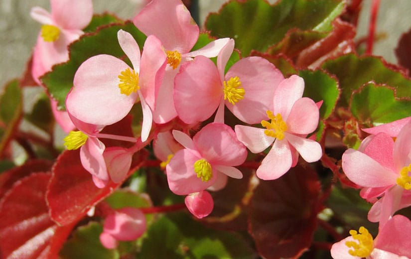 Begonia Fleur Annuelle