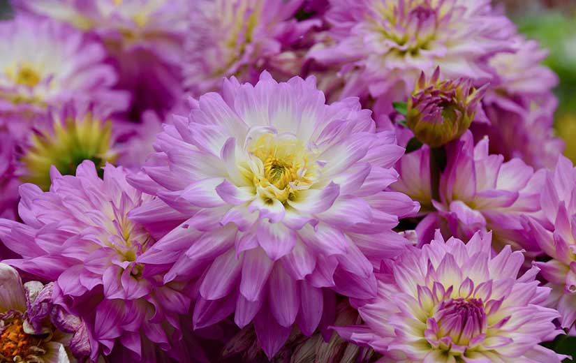 Bouquet Dahlia