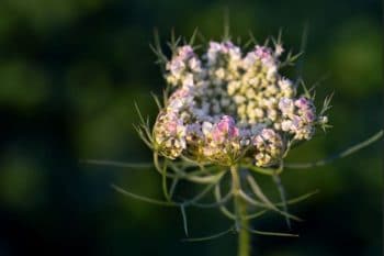 Bourgeon Floraison Verfeuil