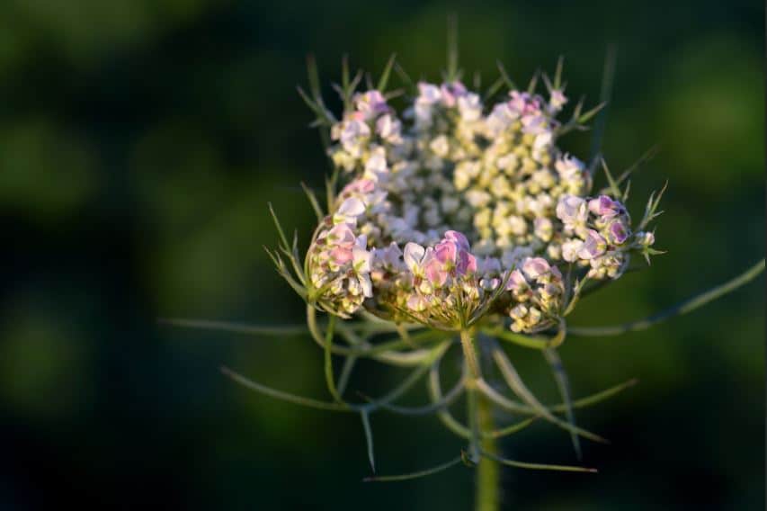 Bourgeon Floraison Verfeuil