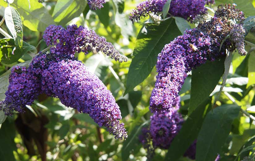 Buddleia