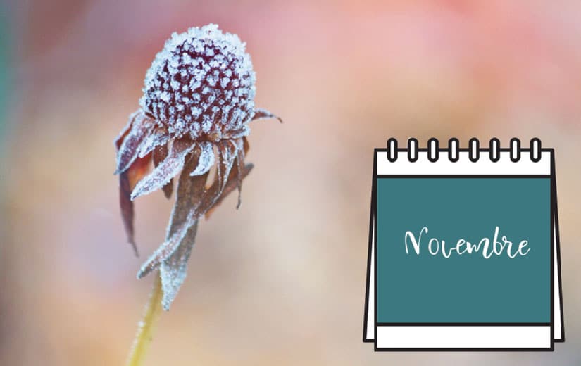 Calendrier Jardin Novembre