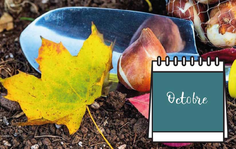 Calendrier Jardin Octobre