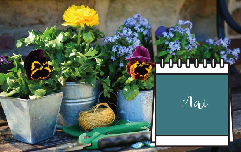 Calendrier Jardinage Mai