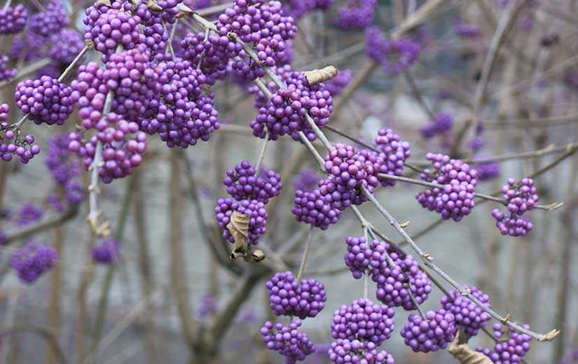 Callicarpa arbuste ornement