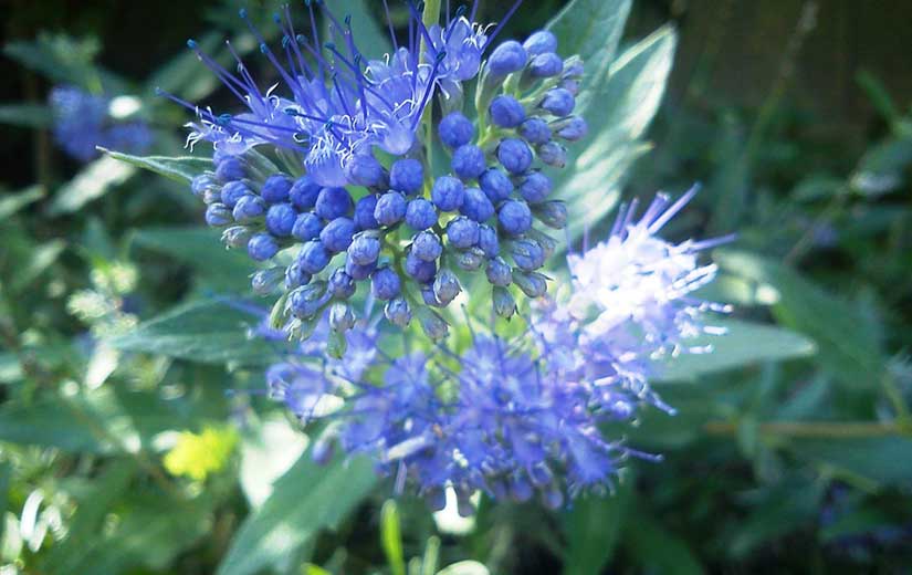 Caryopteris