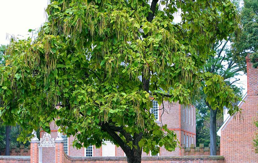 Catalpa