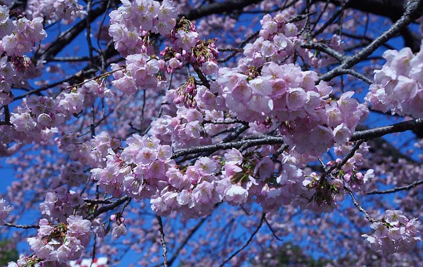 Cerisier A Fleurs