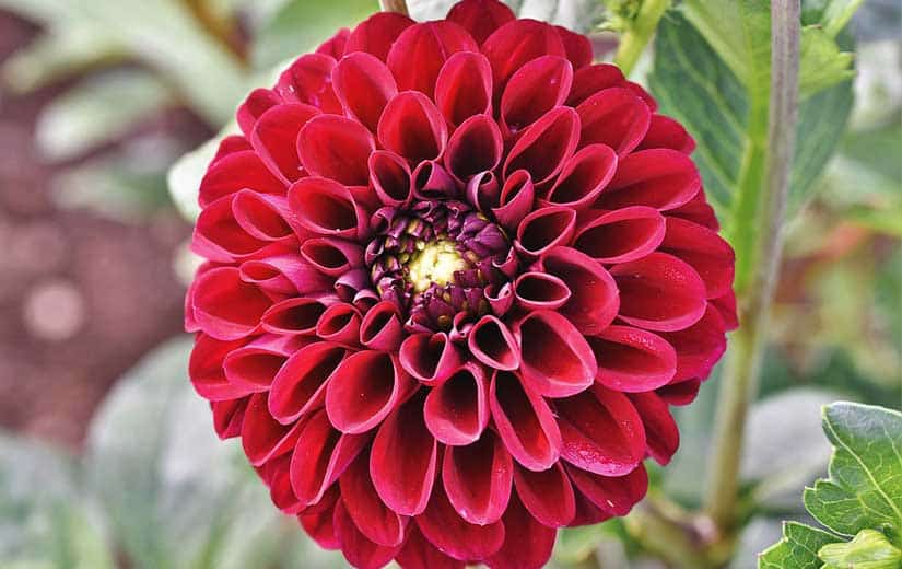 Classification Dahlia