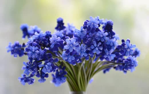 À épingler : Comment conserver un bouquet de fleurs ?
