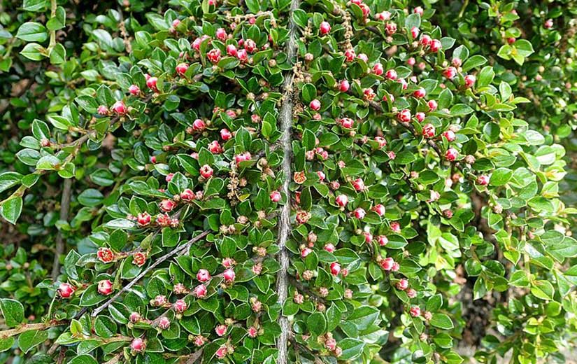 Cotoneasters Horizontalis