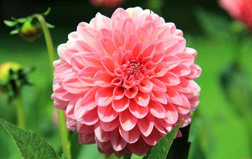 culture Dahlia