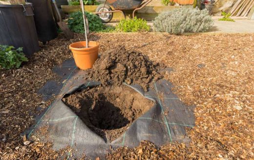 À épingler : Comment déplacer un arbre ?
