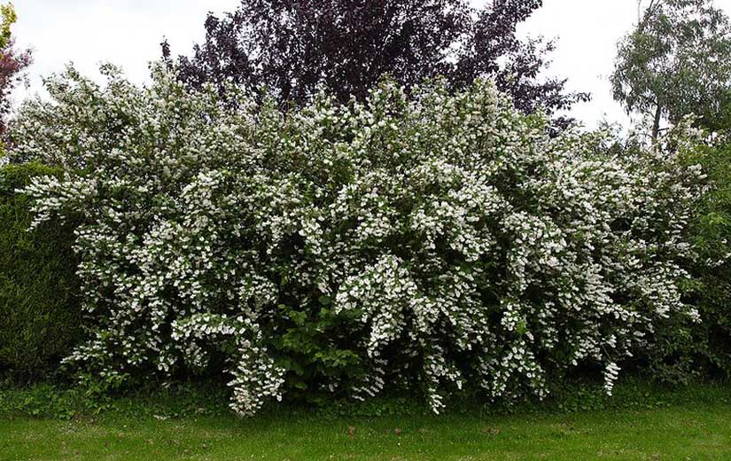 Deutzia