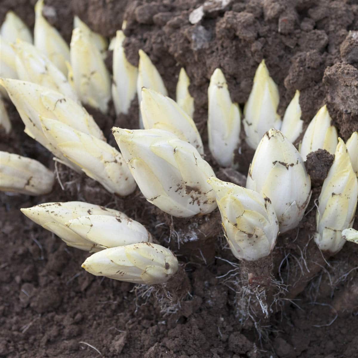 Endives Dans La Terre