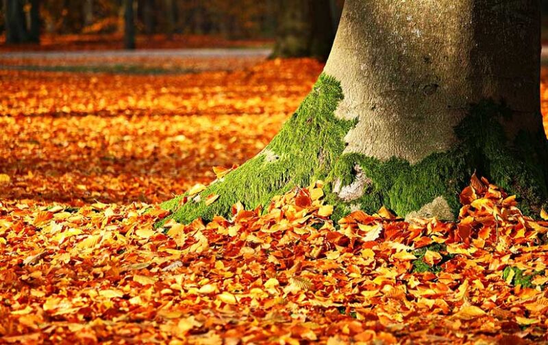 Les arbres quand ils tombent main image 1