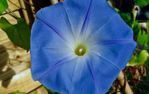 À épingler : Les plantes annuelles à fleurs