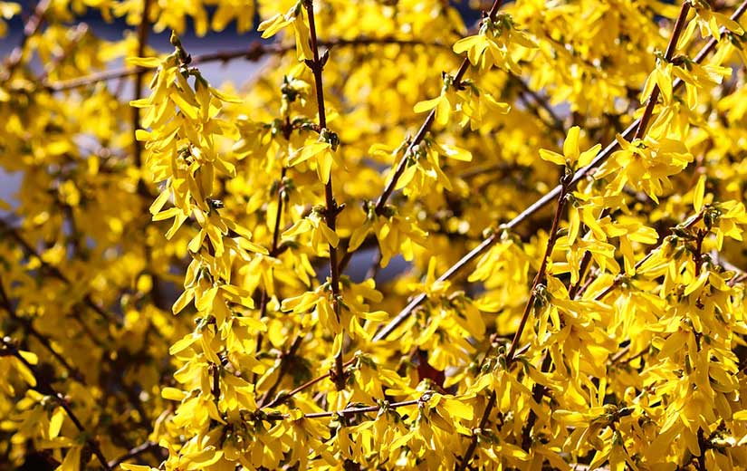 Forsythia