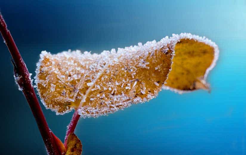 protéger du Gel les Plantes en Pot