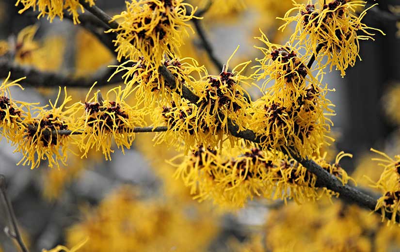 Hamamelis