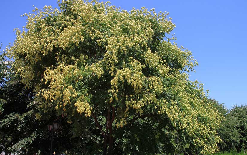 Koelreuteria arbre d'ornement