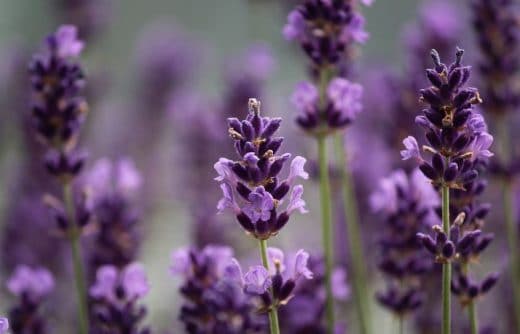 À épingler : Semer de la lavande : quand et comment la planter ?
