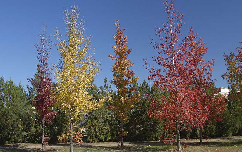 Liquidambar