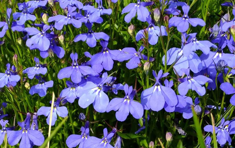 Lobelia