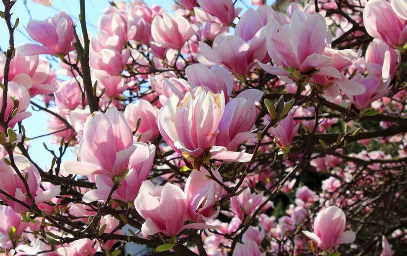 Magnolia arbre d'ornement jardin