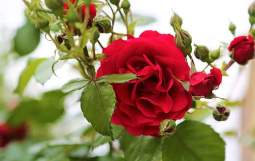À épingler : Les maladies du rosier