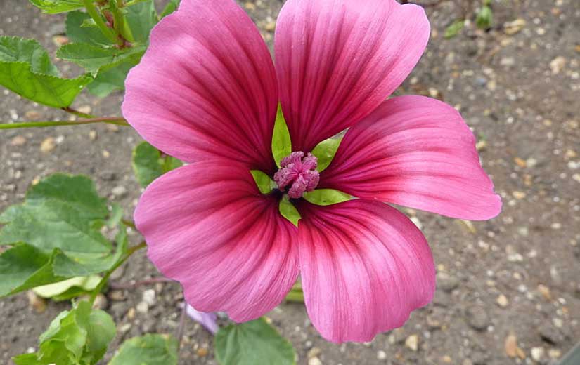 Malope