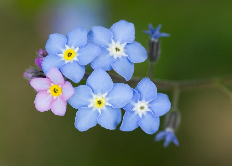 Myosotis fleur bisannuelle