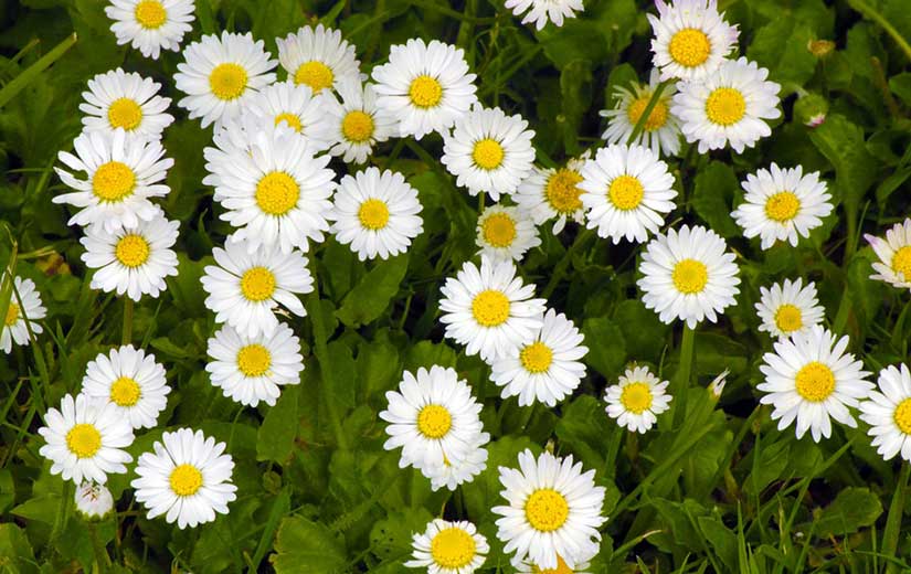 Paquerette fleurs bisannuelles