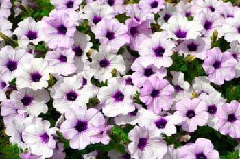 Petunia Voilets