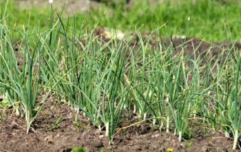 Planter Ail au jardin