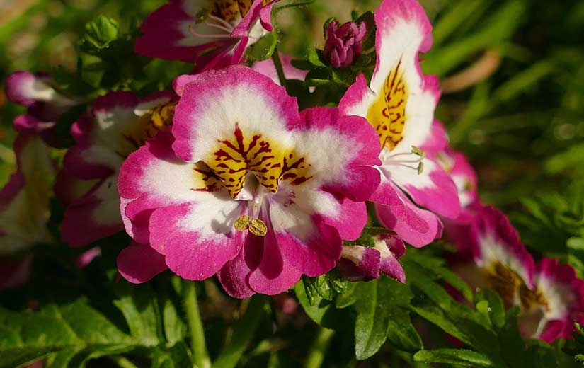 fleurs Bisannuelles