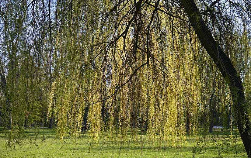 Saule arbre d'ornement