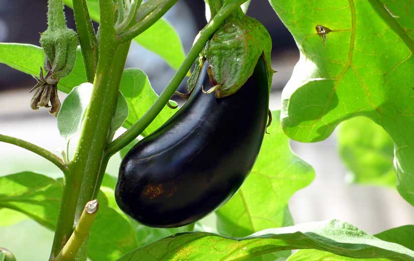 Semer Aubergine