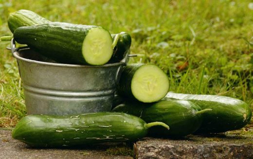 À épingler : Semer des concombres : quand et comment les planter ?