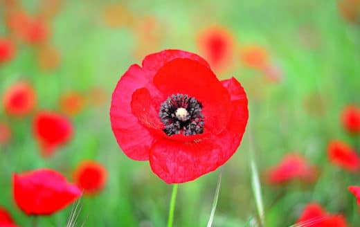 À épingler : Semer des coquelicots : quand et comment les planter ?