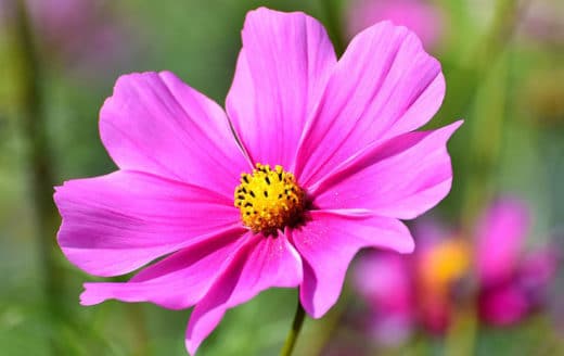 À épingler : Semer des cosmos : quand et comment les planter ?