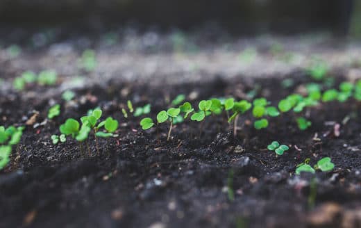À épingler : Semer de la roquette : quand et comment la planter ?