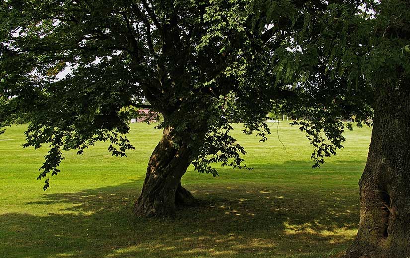 Tilleul arbre d'ornement