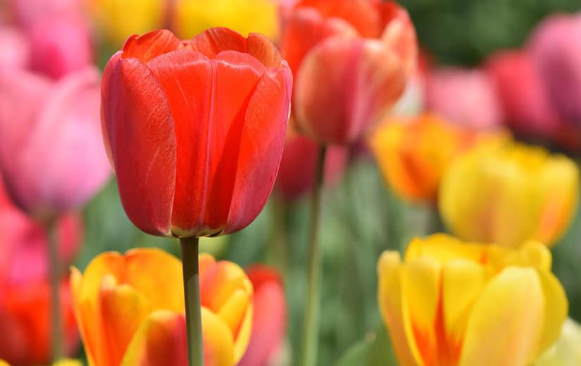 Tulipe : comment les planter et quelle variété choisir ? - Ctendance.fr