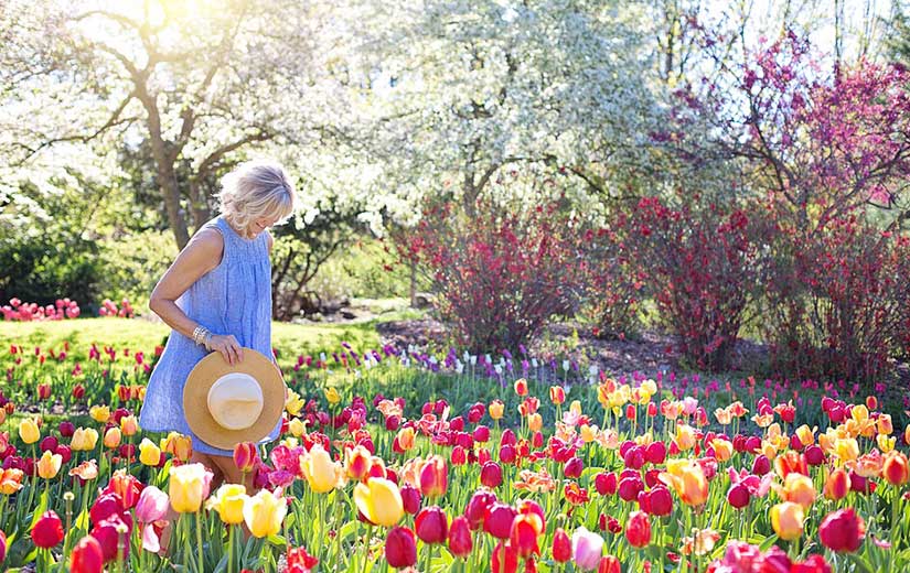 Variétés de Tulipes