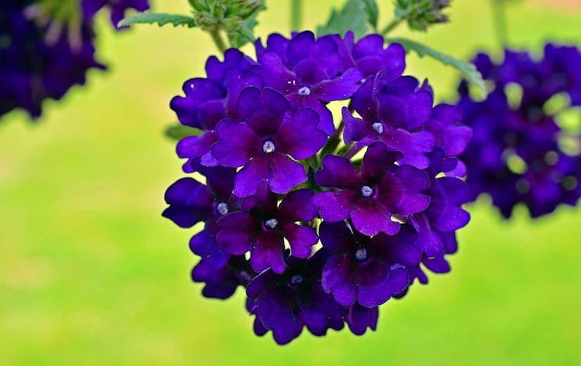 Verveine Plante Annuelle